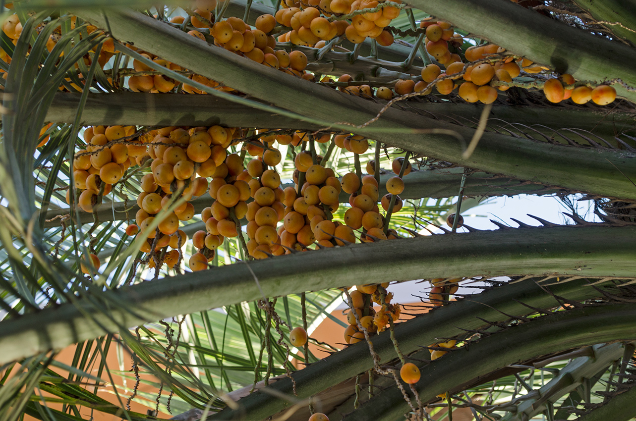 Image of Butia capitata specimen.