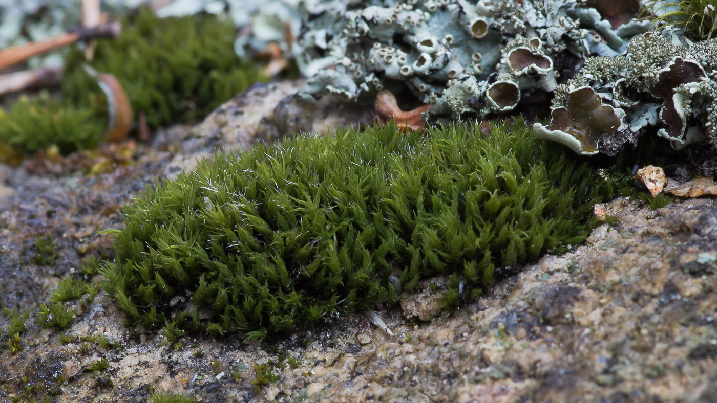 Image of class Bryopsida specimen.