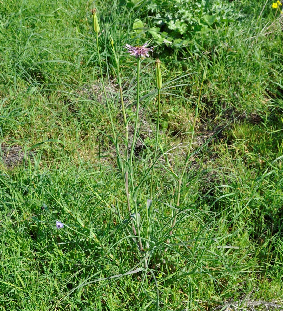 Изображение особи Tragopogon porrifolius ssp. longirostris.