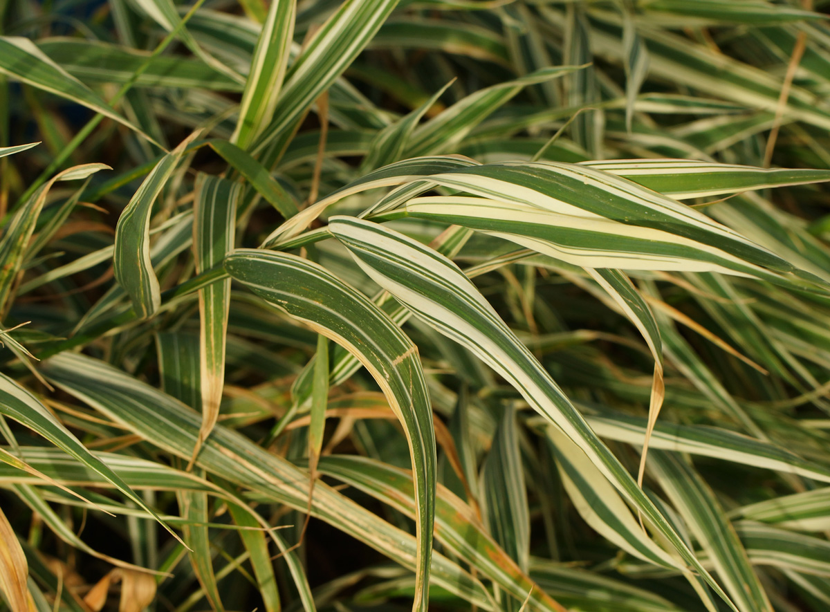 Image of Phalaroides japonica specimen.