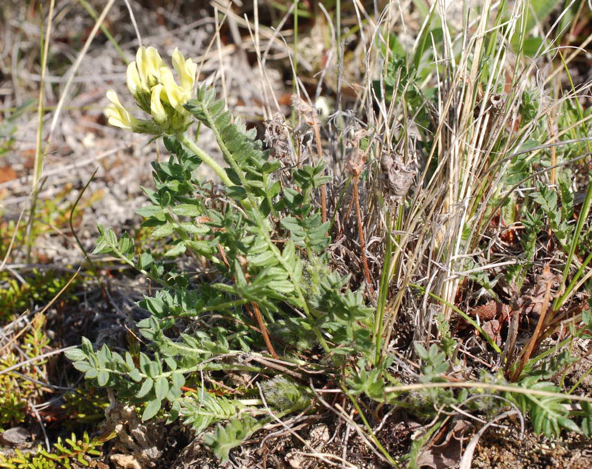 Изображение особи Oxytropis evenorum.