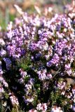 Erica carnea