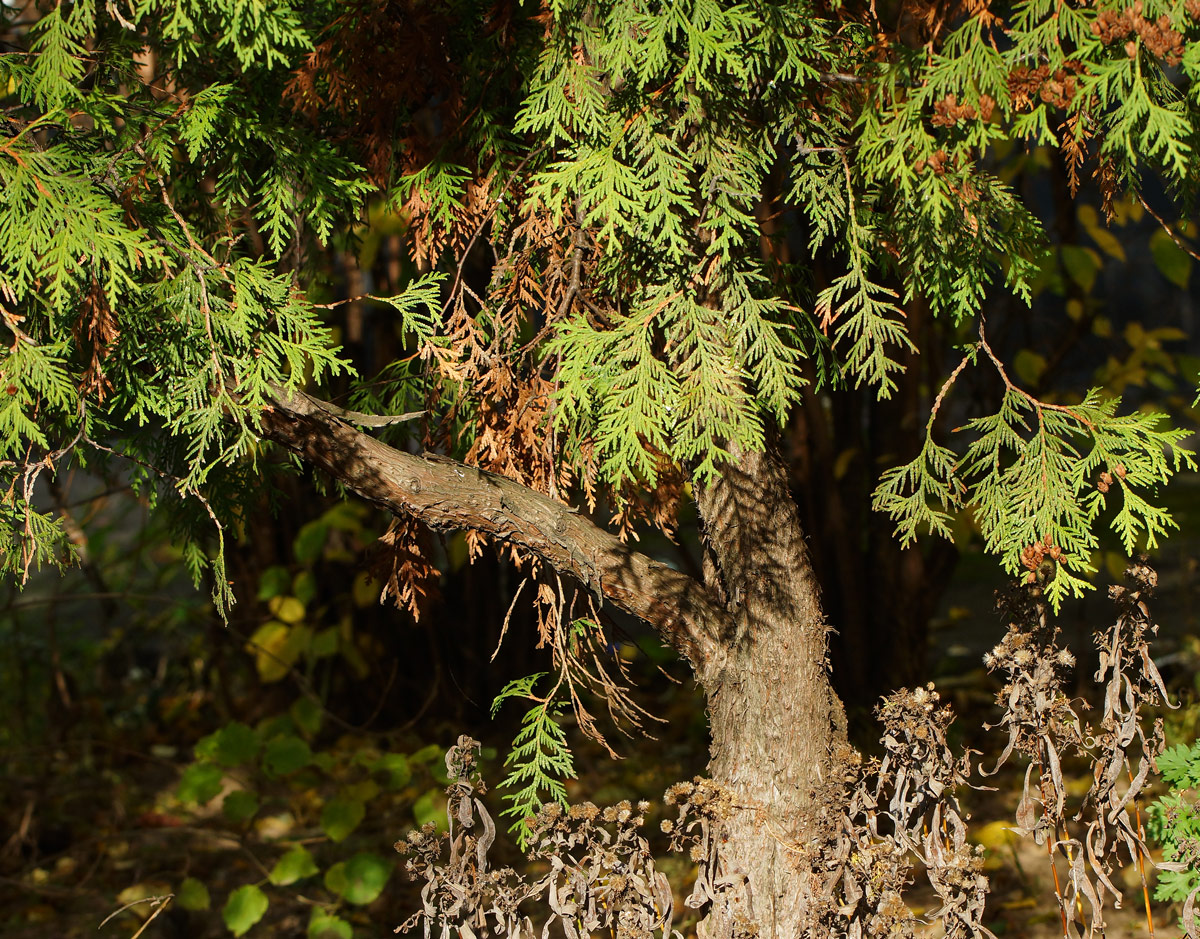 Изображение особи Thuja occidentalis.