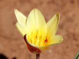 Tulipa kaufmanniana