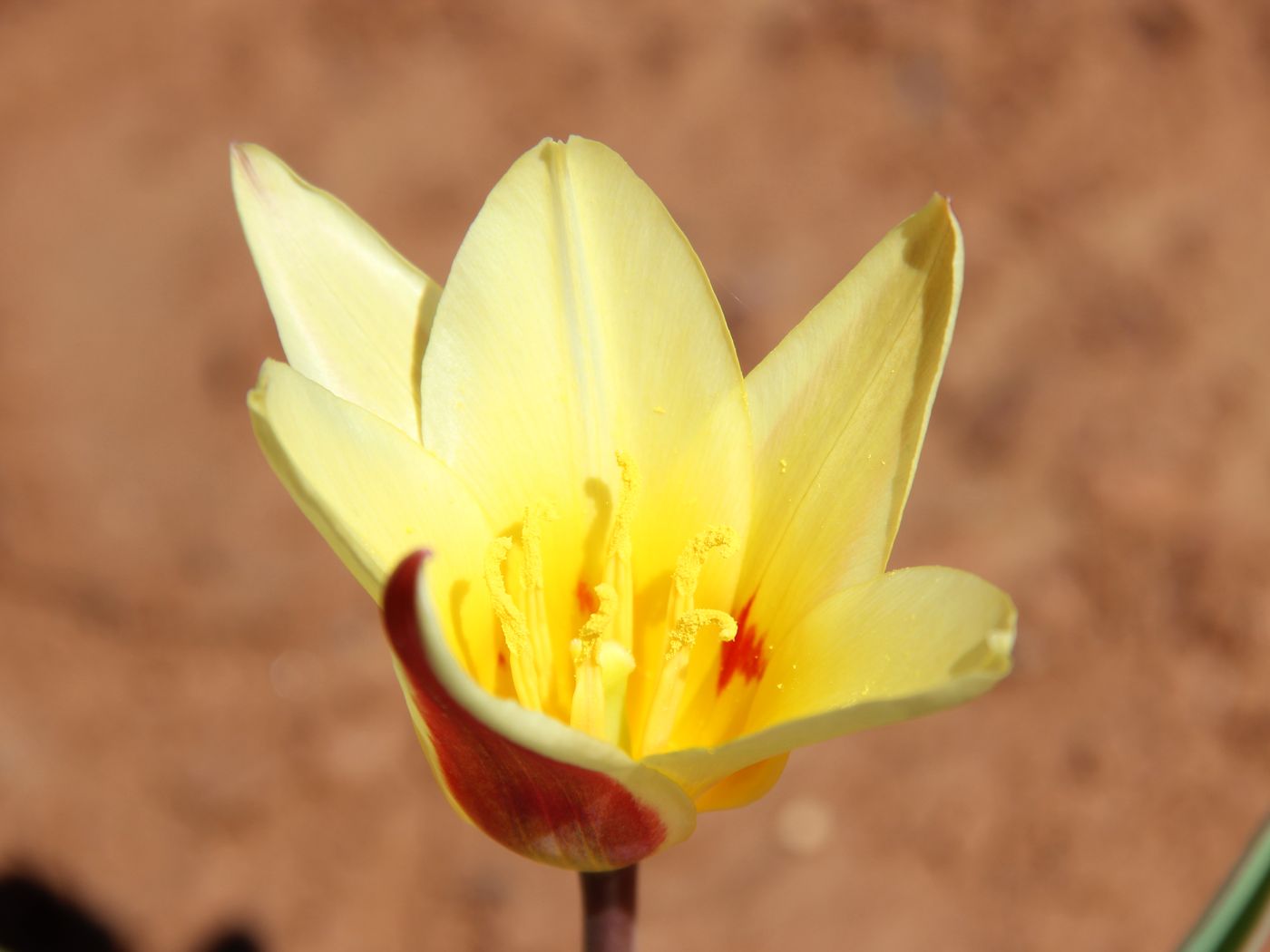 Image of Tulipa kaufmanniana specimen.