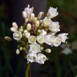 Allium pallens ssp. coppoleri