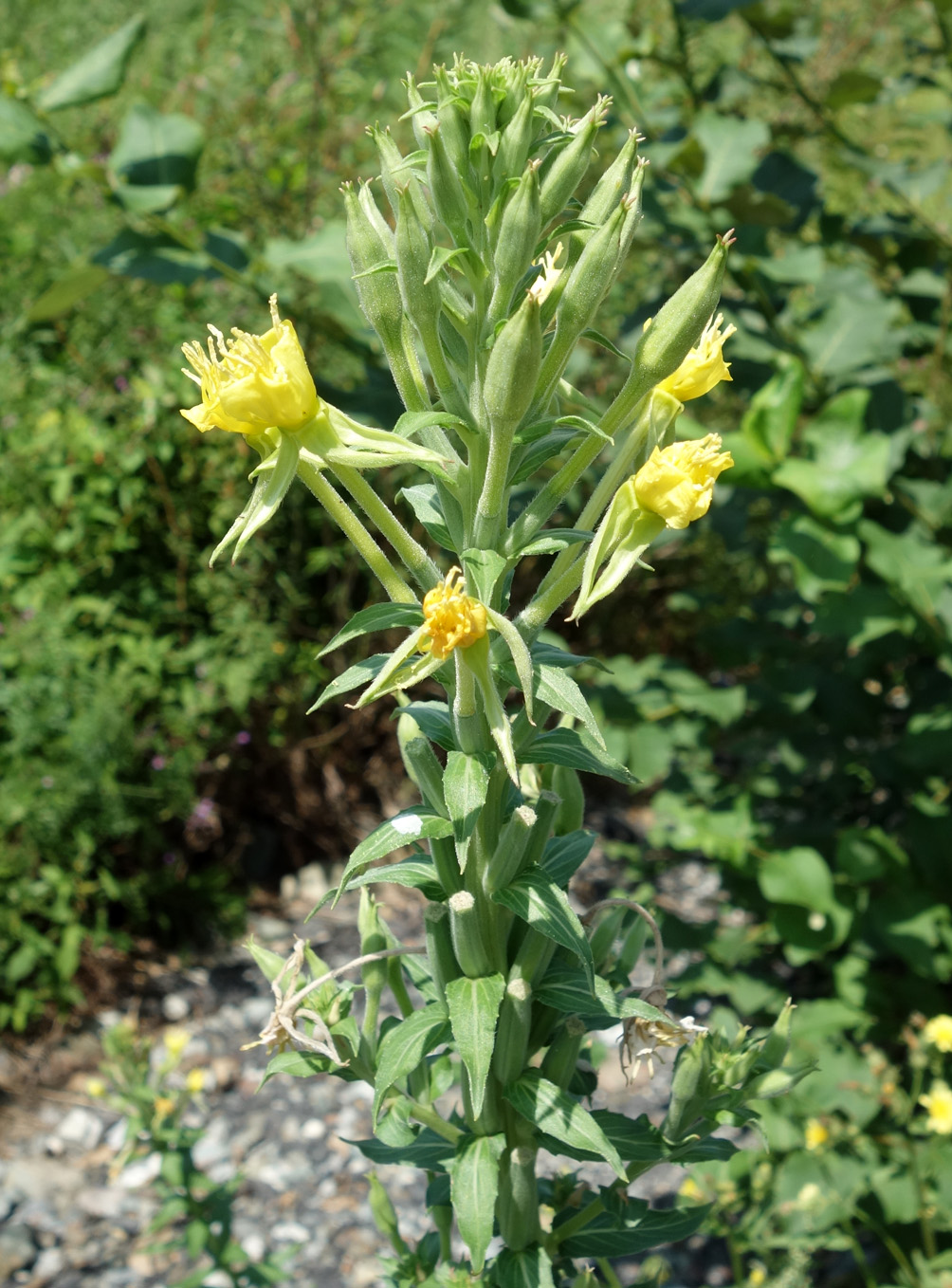 Изображение особи род Oenothera.