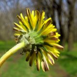 Taraxacum erythrospermum