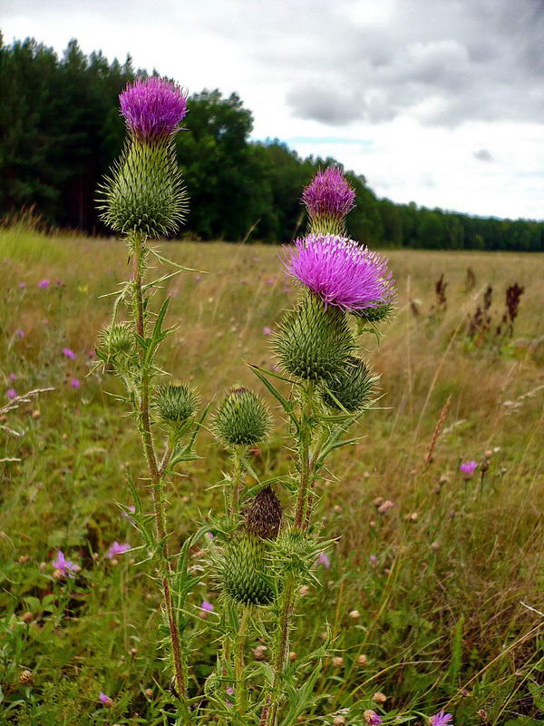 Image of Cirsium vulgare specimen.