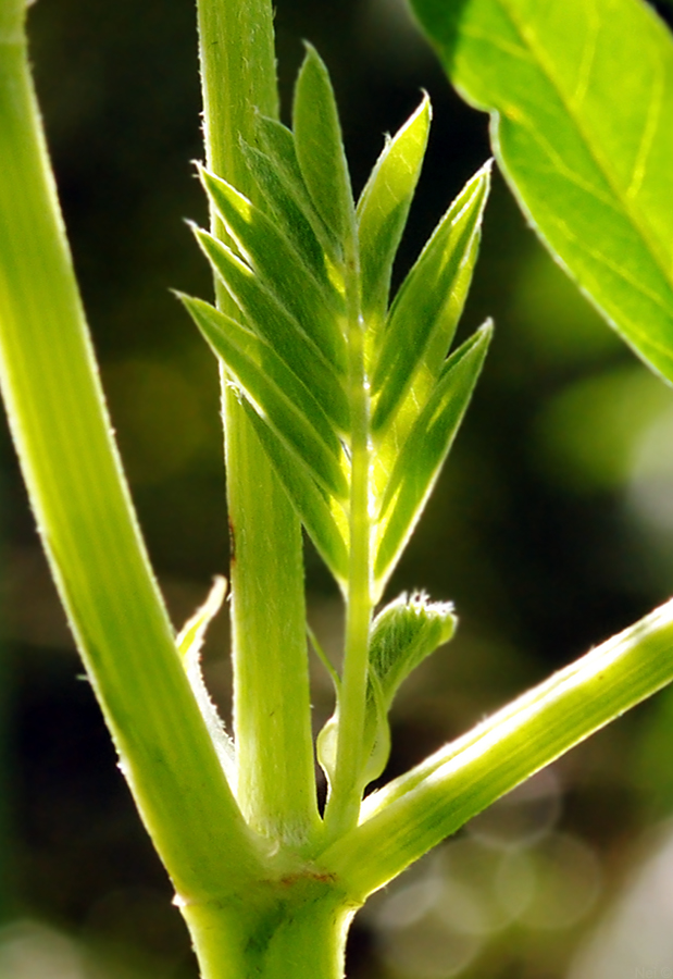 Image of Astragalus uliginosus specimen.