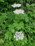 Heracleum lanatum