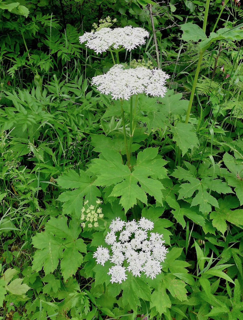 Изображение особи Heracleum lanatum.