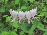 Lonicera caprifolium