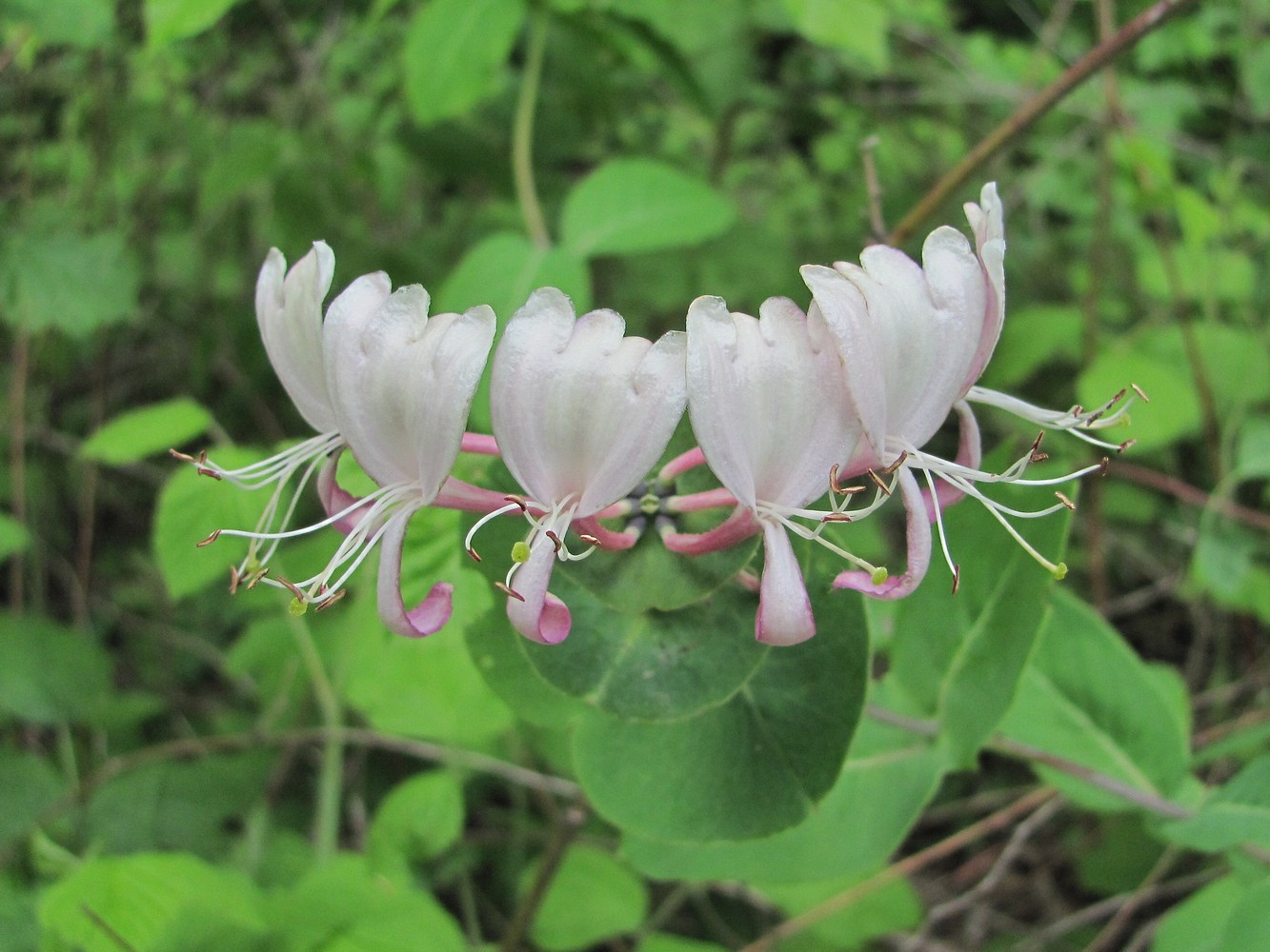 Изображение особи Lonicera caprifolium.