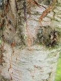 род Abies