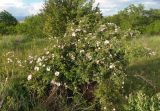 Rosa canina