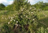 Rosa canina. Цветущее растение. Украина, г. Запорожье, луговая степь возле балки. 04.06.2020.