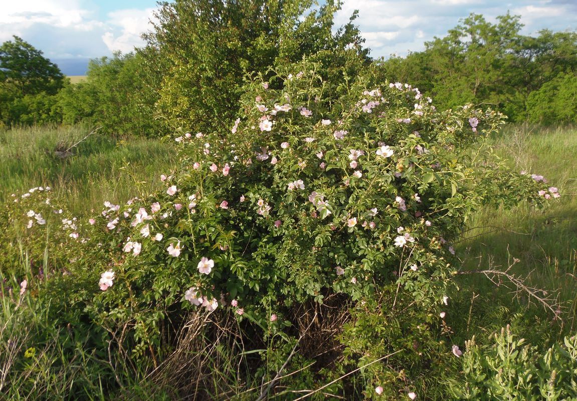 Image of Rosa canina specimen.