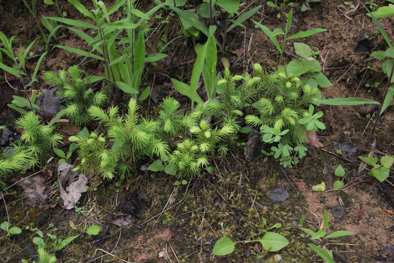 Изображение особи Picea abies.