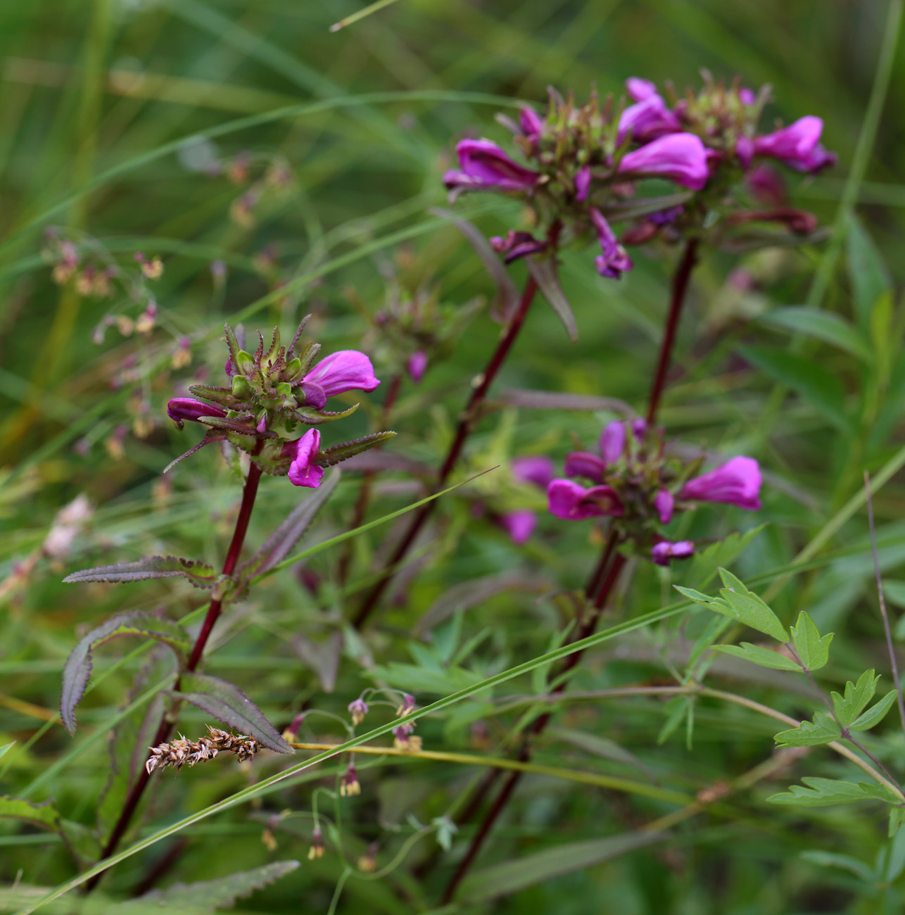 Изображение особи Pedicularis resupinata.