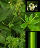 Galium davuricum