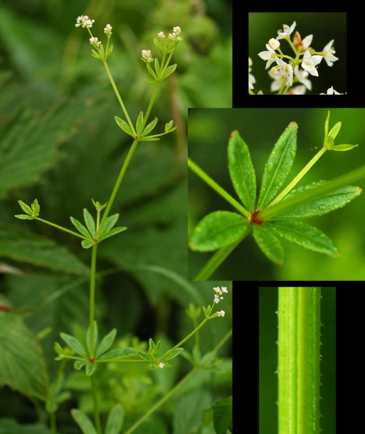 Image of Galium davuricum specimen.