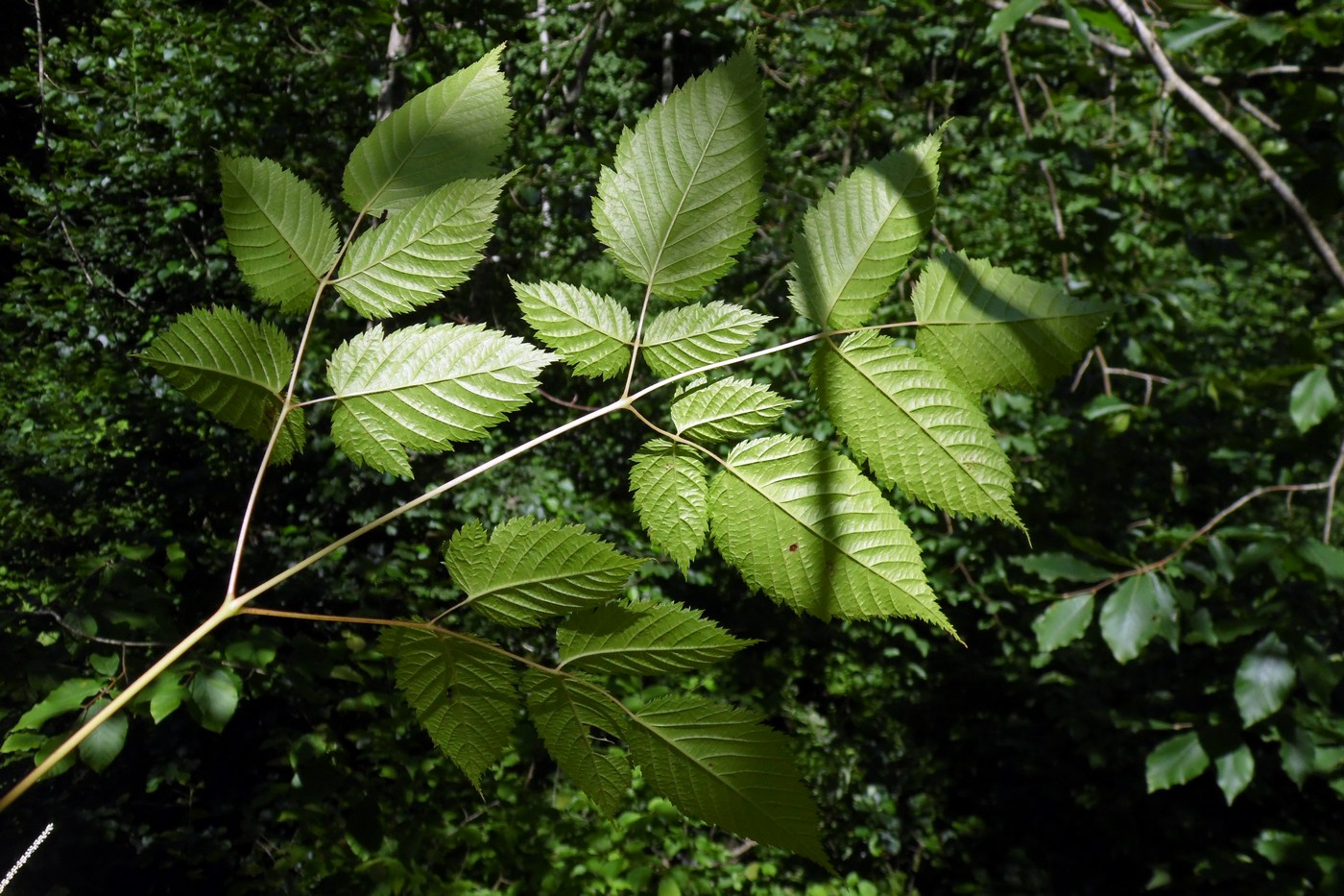 Image of Aruncus sylvestris specimen.