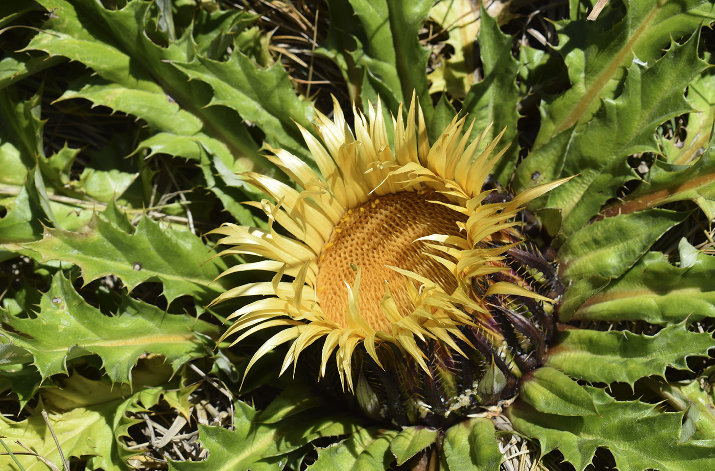 Image of Carlina acanthifolia ssp. cynara specimen.