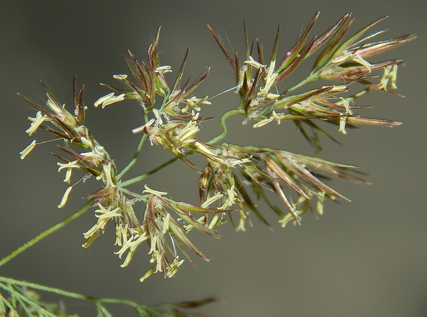 Изображение особи Calamagrostis epigeios.