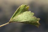 Crataegus meyeri