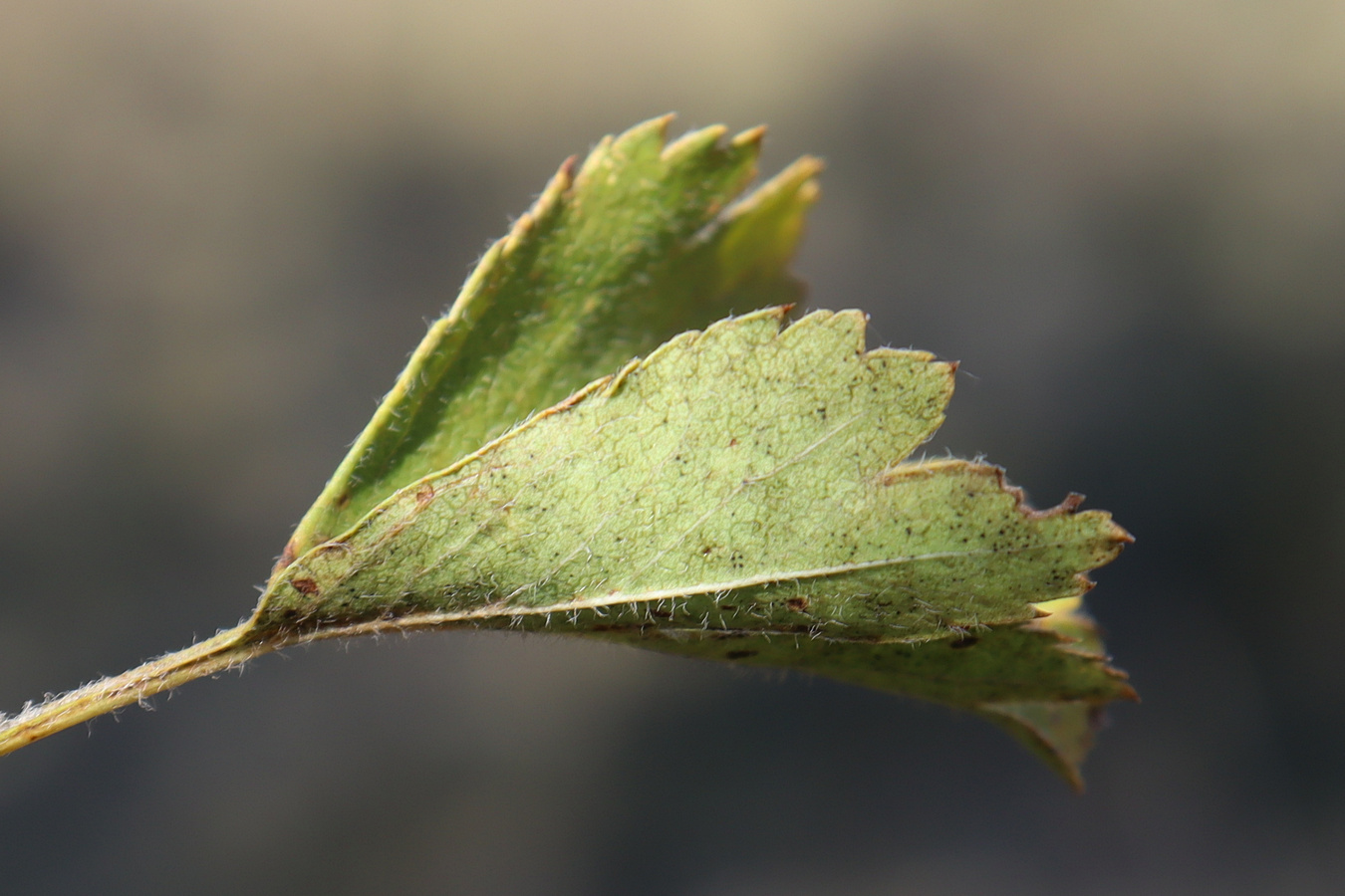 Image of Crataegus meyeri specimen.
