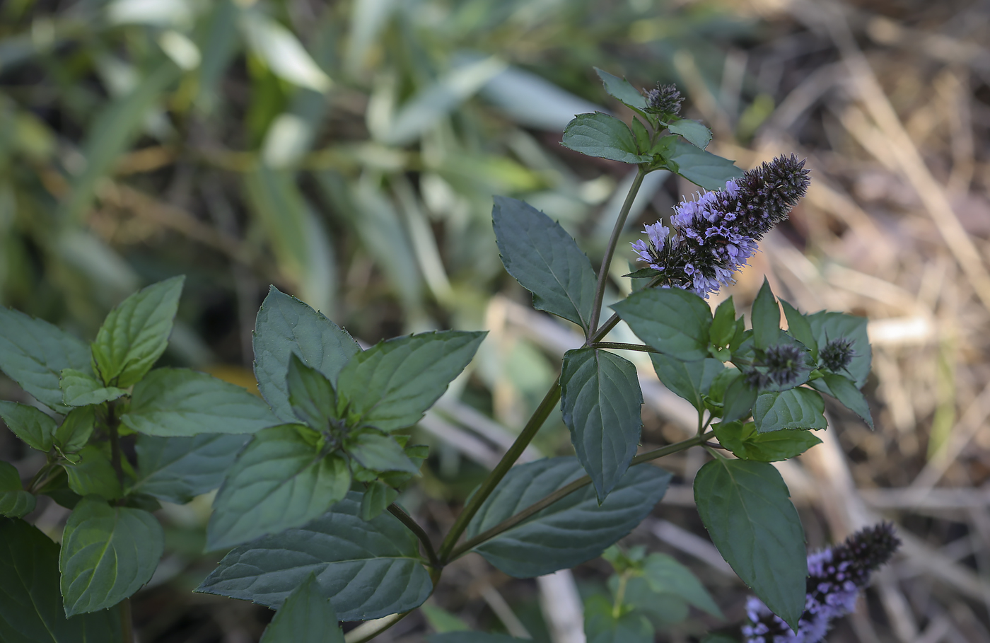 Image of Mentha &times; piperita specimen.