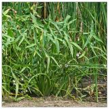 Sagittaria sagittifolia