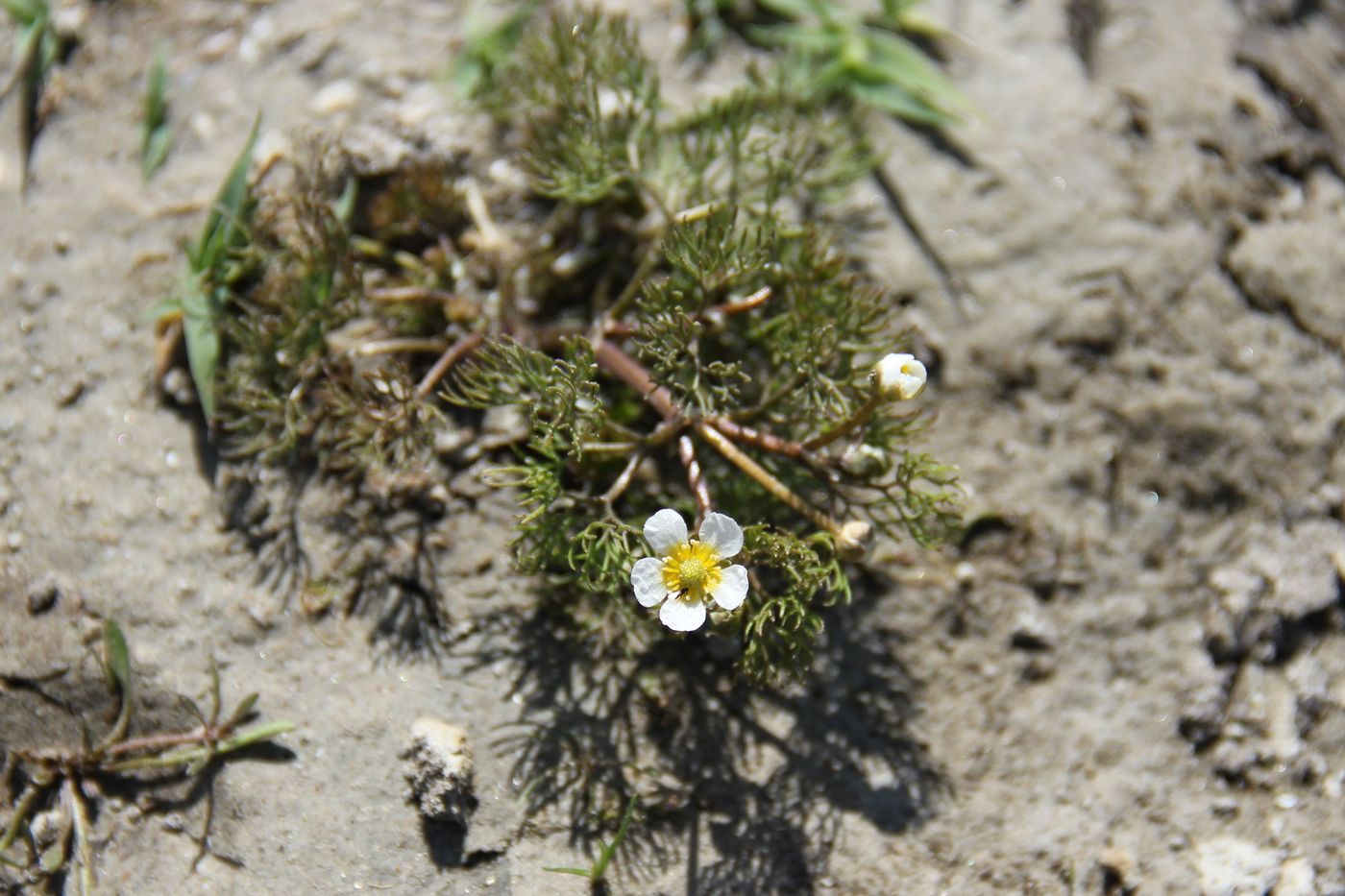 Image of Ranunculus trichophyllus specimen.