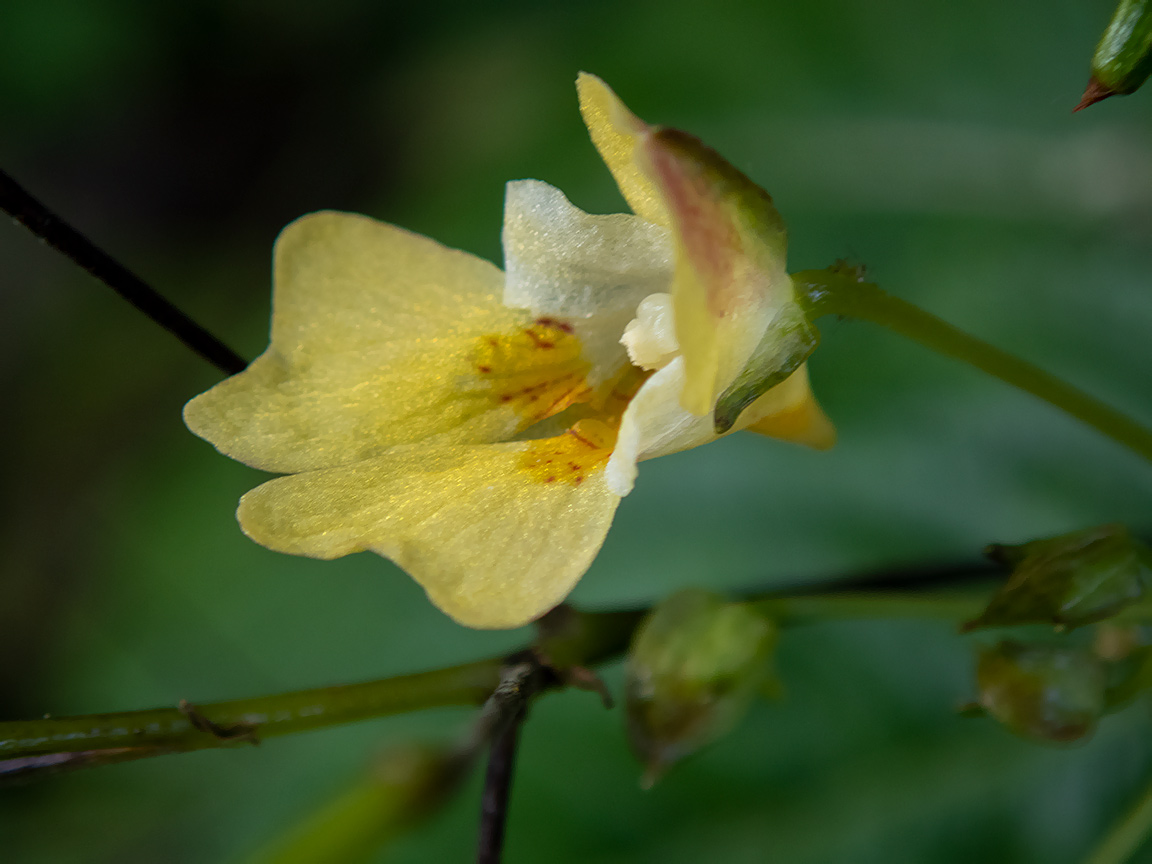 Image of Impatiens parviflora specimen.