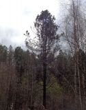 Pinus sibirica