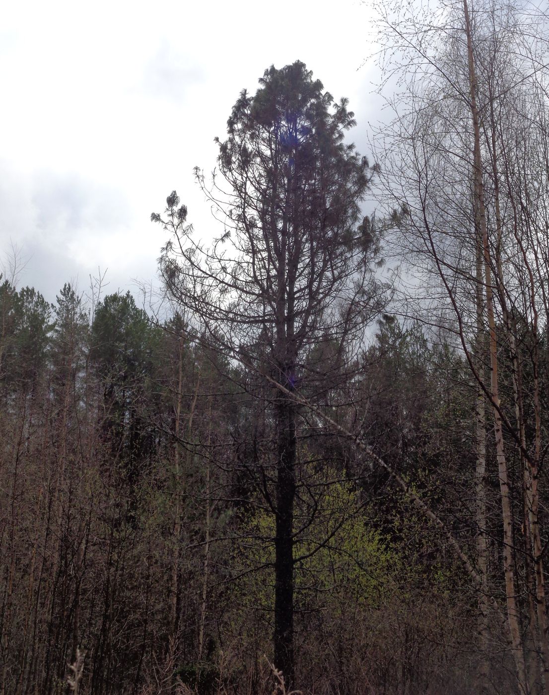 Изображение особи Pinus sibirica.