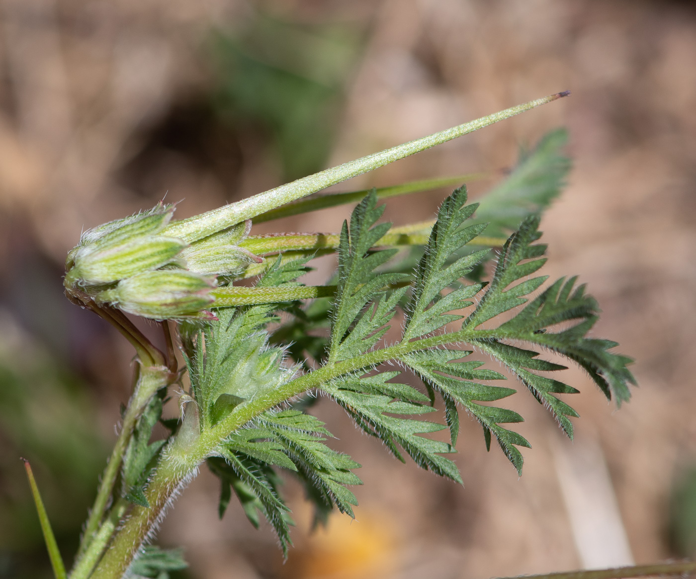 Image of Erodium moschatum specimen.