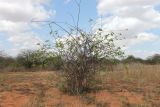 Strophanthus eminii