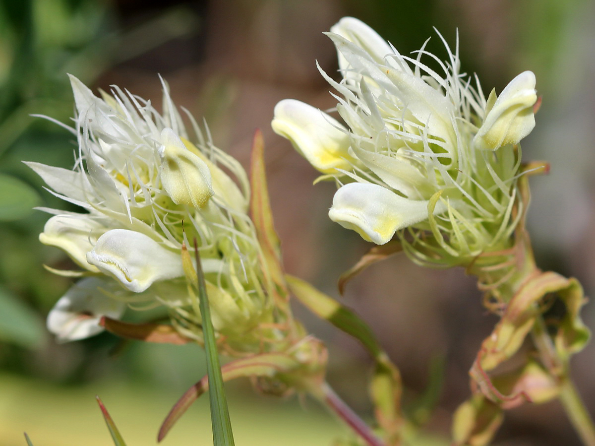 Image of Melampyrum argyrocomum specimen.