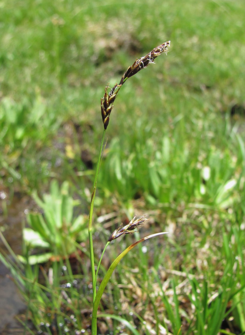 Изображение особи род Carex.