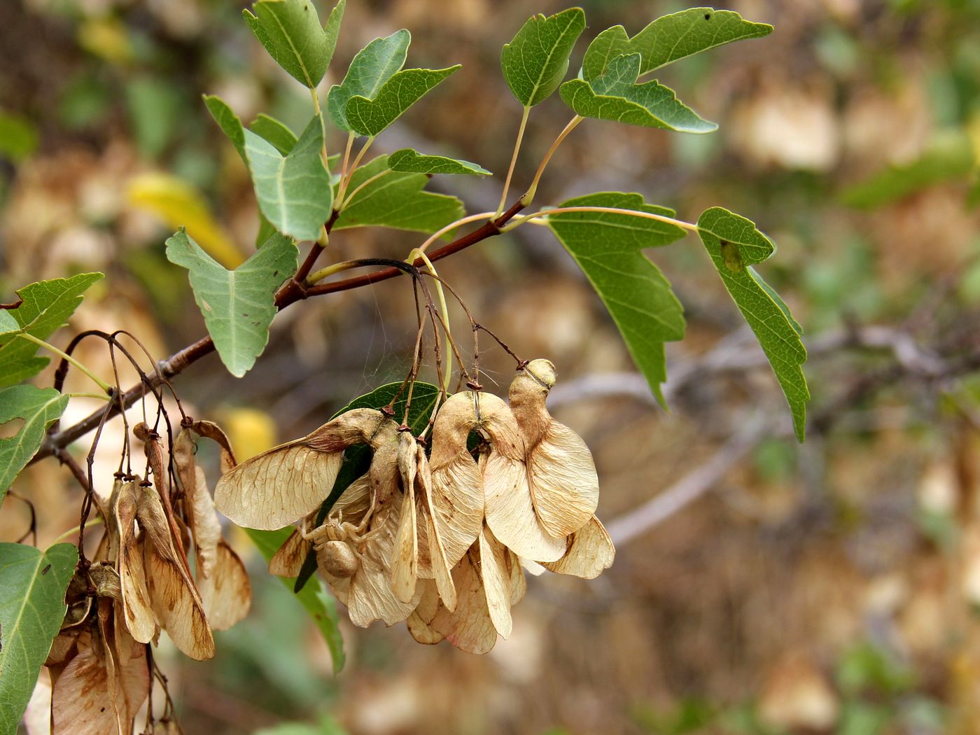 Image of Acer semenovii specimen.