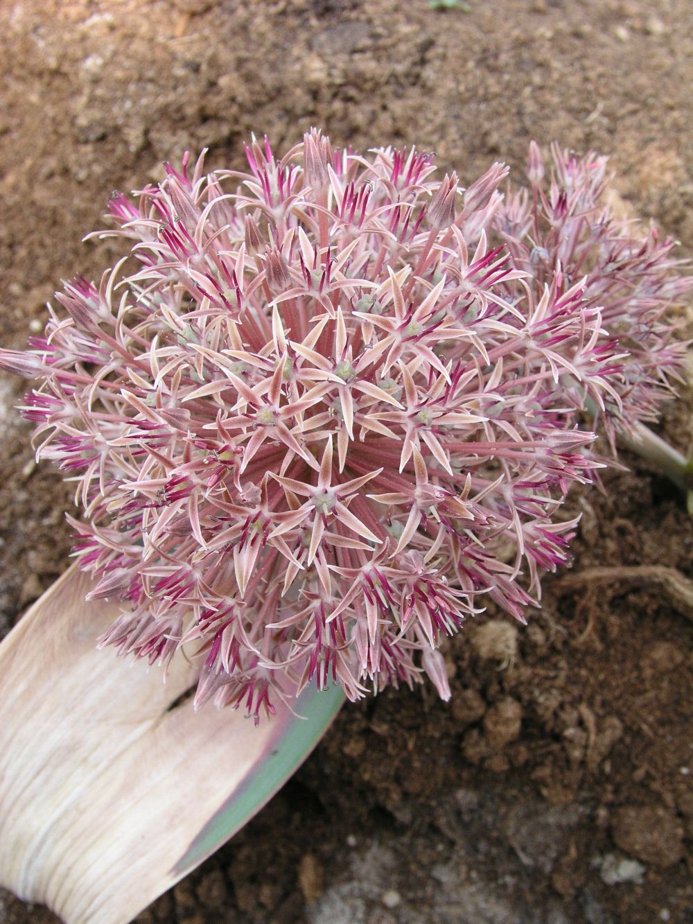 Изображение особи Allium alexeianum.
