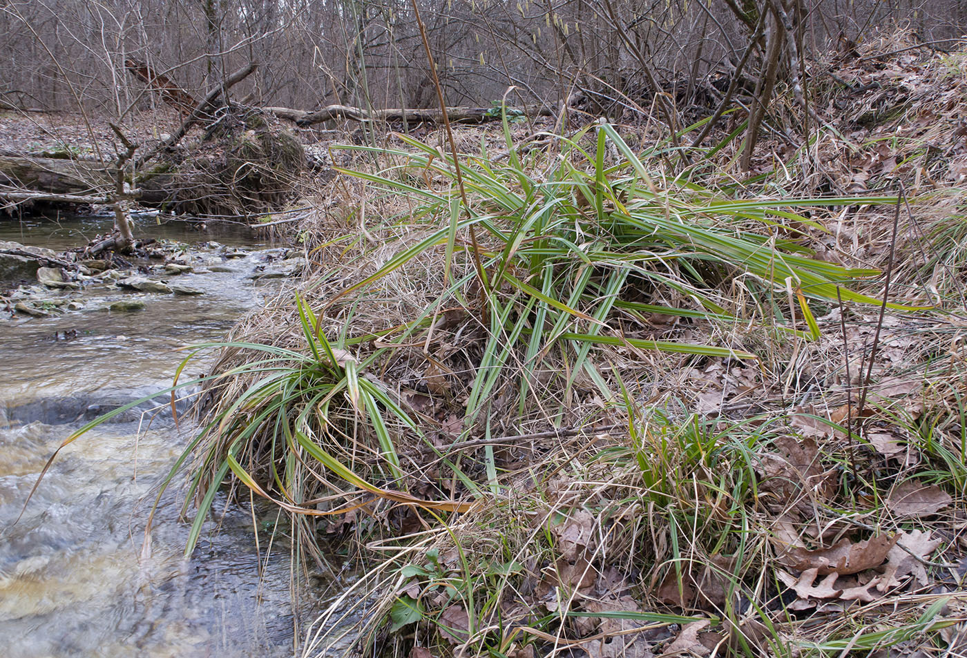 Image of Carex pendula specimen.