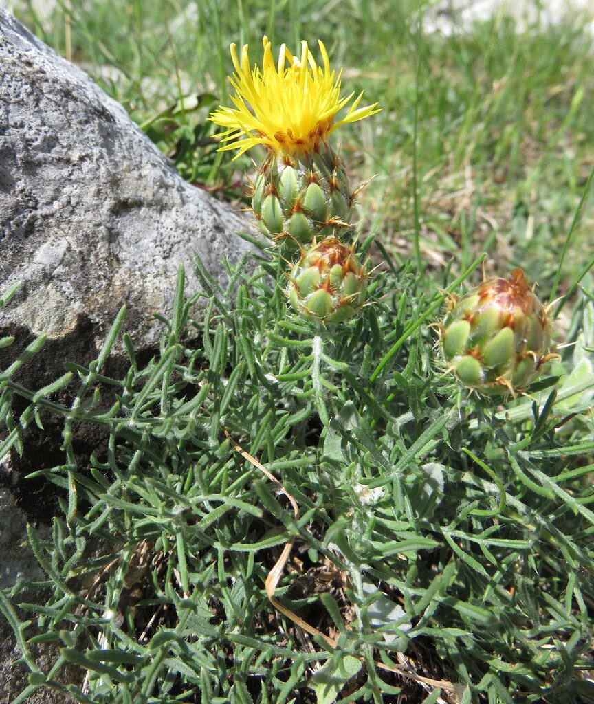 Image of Centaurea rupestris specimen.