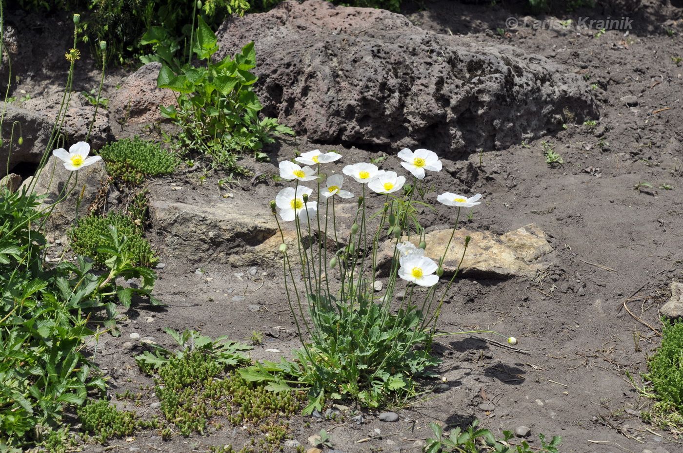 Изображение особи Papaver sokolovskajae.