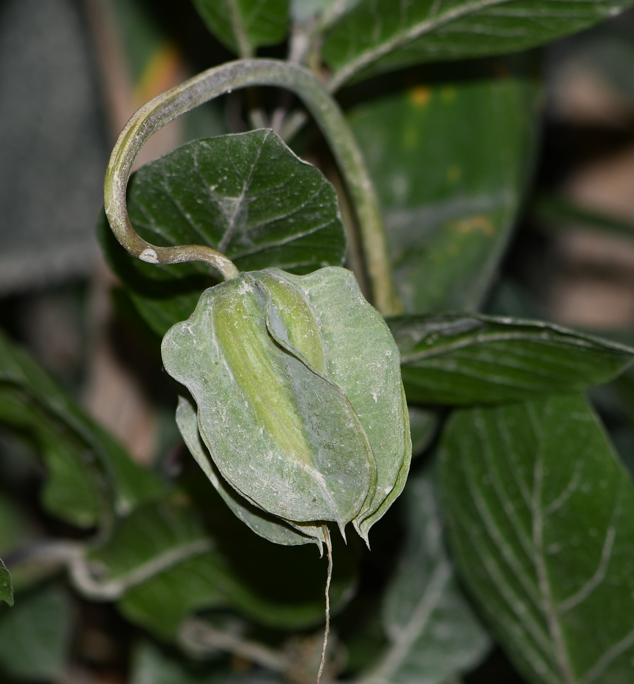 Изображение особи Cobaea scandens.