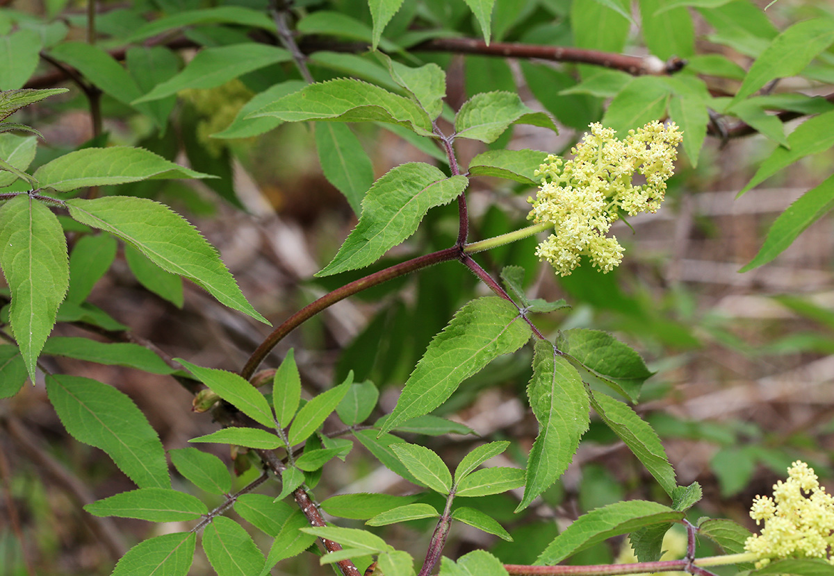 Изображение особи Sambucus sibirica.