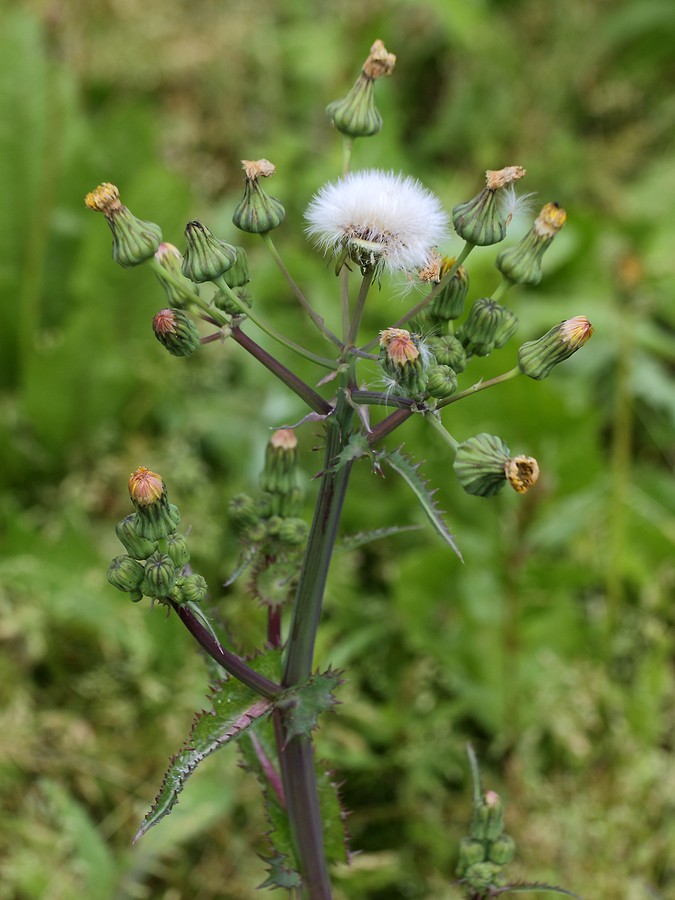 Image of Sonchus asper specimen.