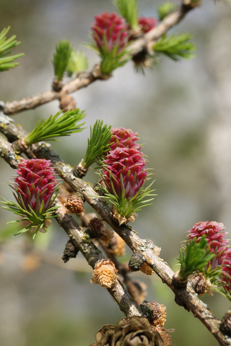 Image of Larix sukaczewii specimen.